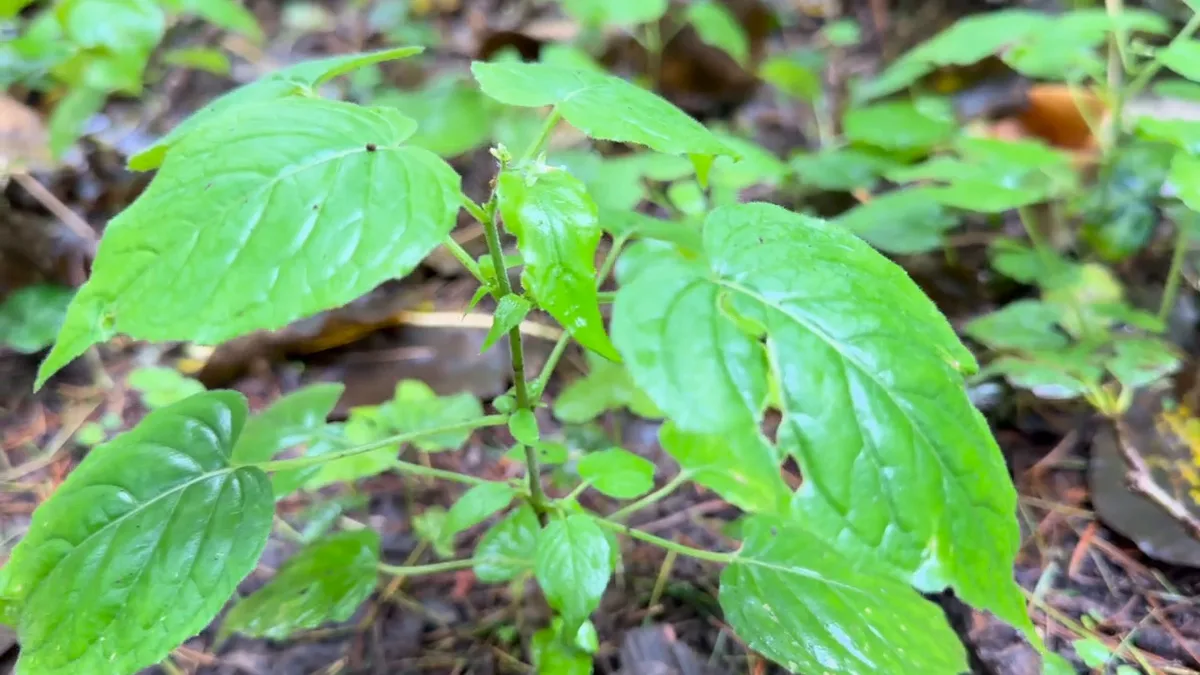 Close to the forest floor