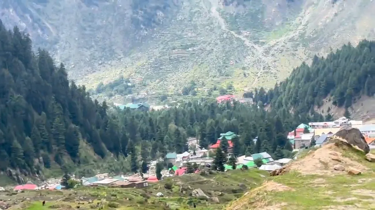 Pines along the valley