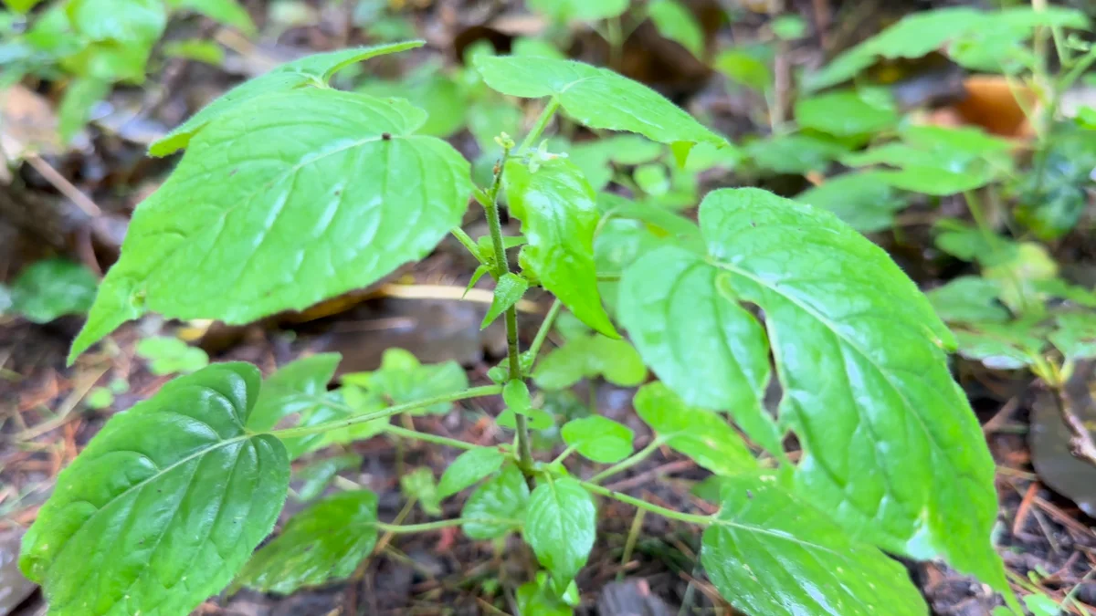 Fresh green leaves and delicate branches on the forest floor
