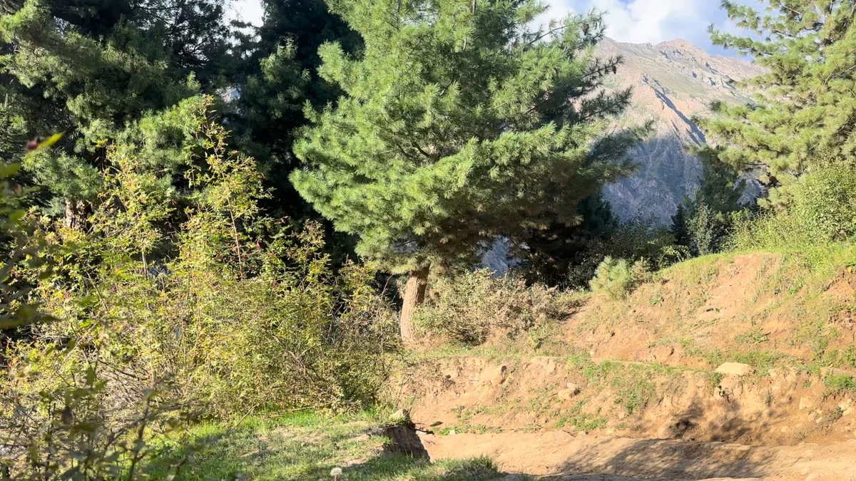 Sunlight falling across pine trees and a quiet mountain hillside