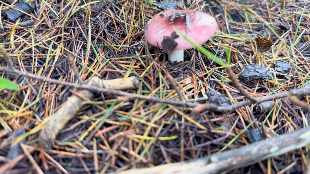 A red mushroom among fallen pine needles and small branches