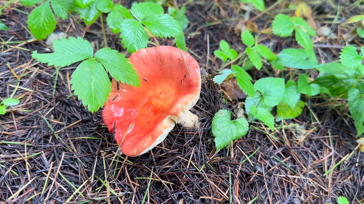 A red mushroom beneath green leaves on the forest floor